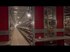 سیستم قفس مرغ کاملا اتوماتیک نوع H مقاوم در برابر خوردگی