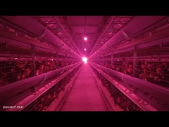 1800×600×450mm H نوع مرغ باتری قفس سیستم کاهش سرعت شکستن تخم مرغ برای پرورش لایه