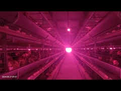 سیستم تغذیه پرنده با نرخ خرابی پایین کنترل دقیق برای پرورش مرغ مرغ