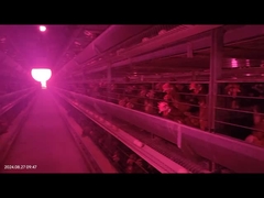 سیستم حذف خودکار کود مرغ برای قفس باتری مرغ پرورش دهنده