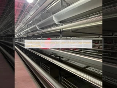 محیط راحت برای سیستم قفس مرغ لایه ای مرگ و میر کم