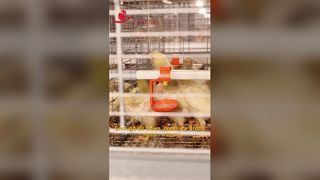 ارتفاع طبقه 700 میلی متر