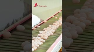 Farmrob | سیستم جمع آوری تخم مرغ پایدار توسط فارمروب #مرغ_مرغ طراحی و تولید شده است