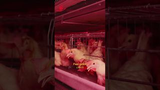 Farmrob | زندگی شاد جوجه ها # مرغداری #تولیدی #