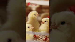 Farmrob | سیستم های تغذیه و آشامیدن اتوماتیک برای پولت ها #پرورش #تولید #مرحله مرغداری