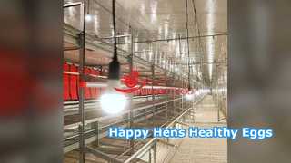 سیستم طیور بدون قفس غرایز طبیعی